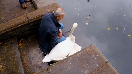 Rescuer Sits With Swan Until He's Ready to Go