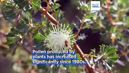 Climate change leads to worsening effects of pollen allergies in Denmark