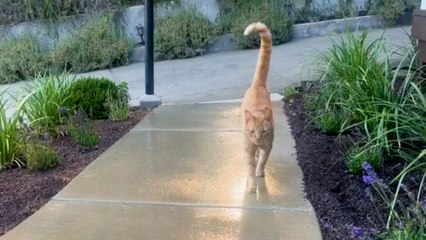 Neighborhood Cat Brings His Friends To Meet His Favorite Girl