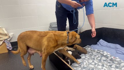 Puppies at BARC
