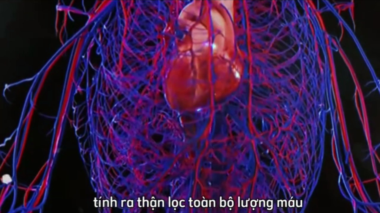 Minh họa - Cơ quan Thận