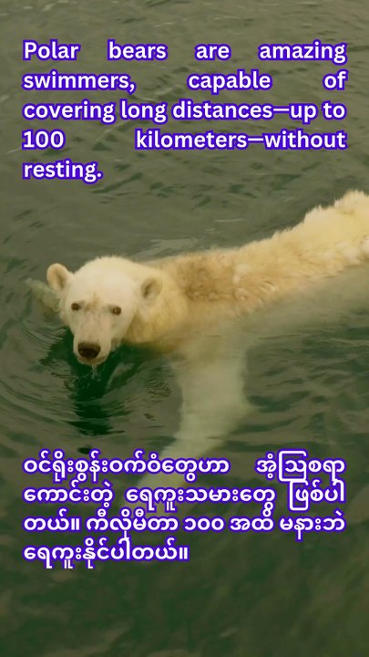Polar Bears: Masters of Swimming and Incredible Hunters