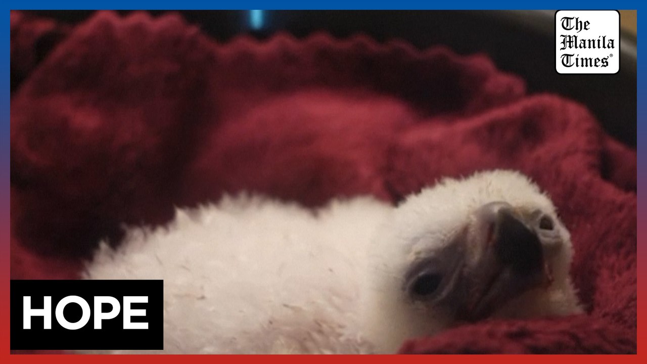 Philippine eaglet hatches in new sanctuary