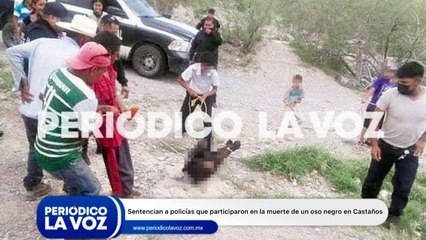 Dictan sentencia a policías que participaron en el maltrato y muerte de un oso negro