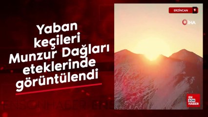 Erzincan’da yaban keçileri Munzur Dağları eteklerinde görüntülendi
