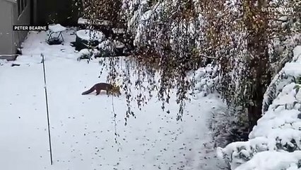 ثلوج حديثة التشكل في نوتينغهامشير.. و ثعلب لعوب يستمتع ببرودة الطقس