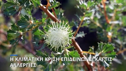 Η κλιματική κρίση επιδεινώνει τις αλλεργίες λόγω γύρης