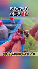 害虫の最期！スズメバチ王国滅亡～その原因は…？！