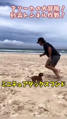 アソーカの冒険、砂浜トンネル大作戦！ #ダックスフンド #犬