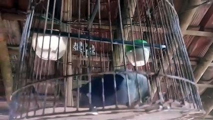 Burung love bird kalifornia