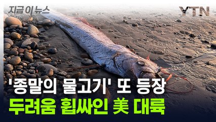 日 대지진 전 나타난 '종말 심해어' 또 등장...미국 대륙 '긴장' [지금이뉴스] / YTN