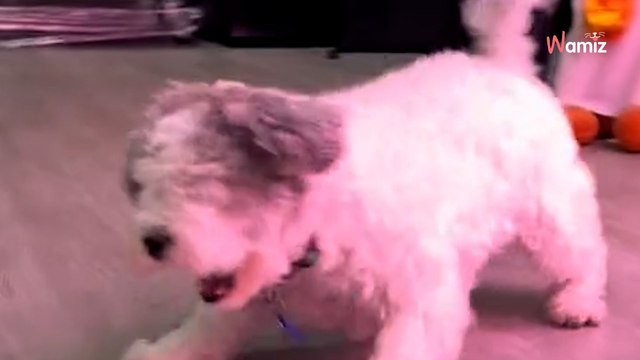 Ils adoptent une chienne aveugle et découvrent qu'elle adore jouer à la balle : son talent épate tous les internautes (vidéo)