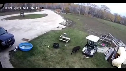 Regardez qui a cassé la voiture... Le chien