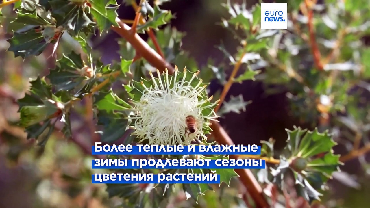 Изменение климата приводит к росту числа аллергиков на пыльцу