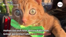 Frau adoptiert Kätzchen: Doch dann merkt sie, dass es nicht ist wie die anderen!