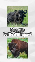 Devine ou est l'animal