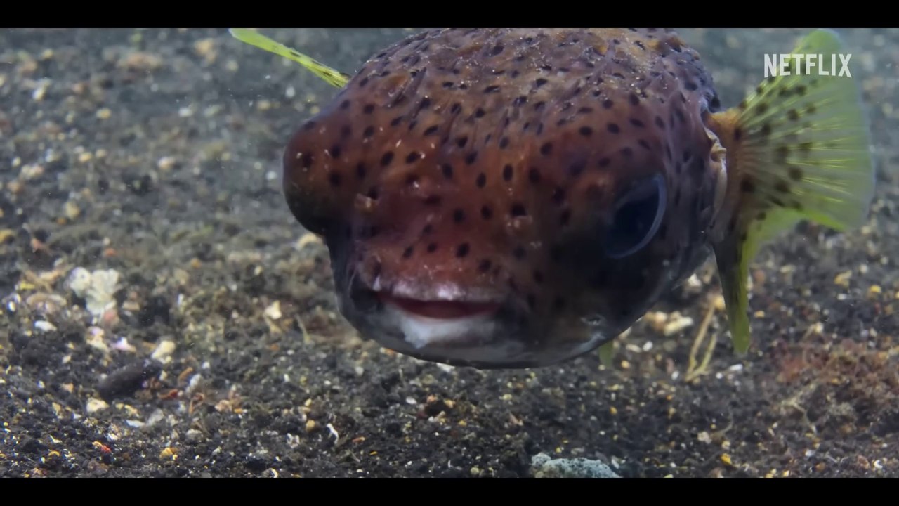 Our Oceans ｜ Clever Octopus Shoots Fish ｜ Sneak Peek ｜ Netflix