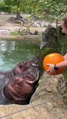 Hungry Hippos Enjoy Pumpkin Treat
