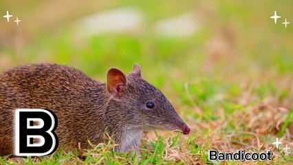 ABC Phonics Song with Australian Animals  Real-Life Footage Alphabet Learning  Educational Video for Kids