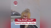 "القرد المحظوظ" سقط من عقار ونجا بأعجوبة