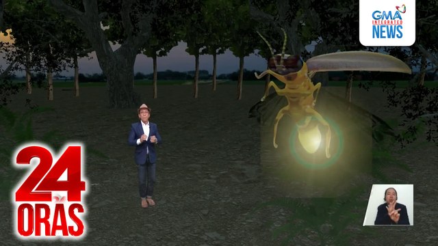 Nagningning ang mga mata ng netizens sa viral video ng daan-daang alitaptap sa kagubatan ng Masungi Georeserve | 24 Ora