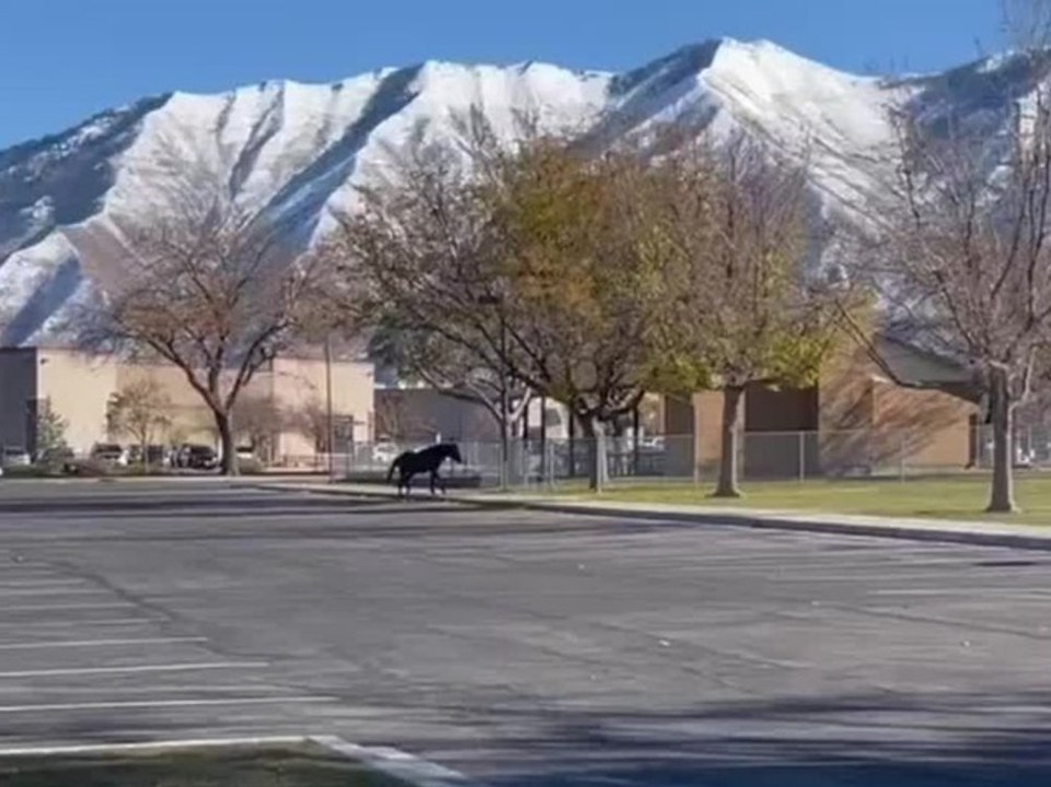 Cowboy-Einsatz: Pferd liefert sich Verfolgungsjagd mit der Polizei