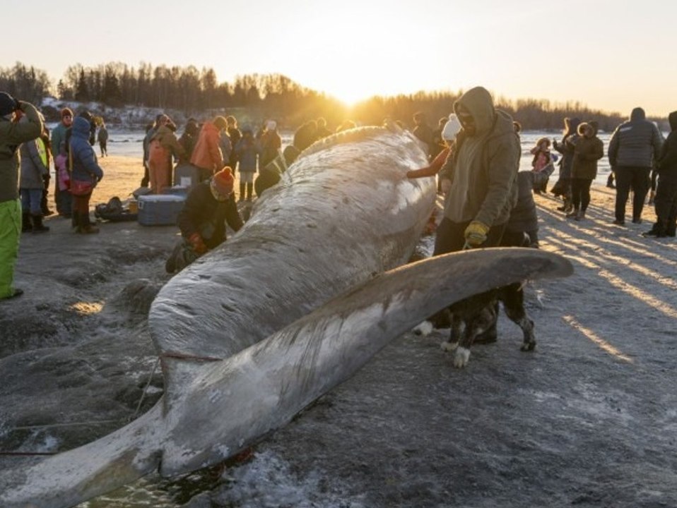 Hunderte Schaulustige pilgern zu totem Finnwal an US-Strand