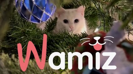 Weihnachts-Compliation Hunde und Katzen