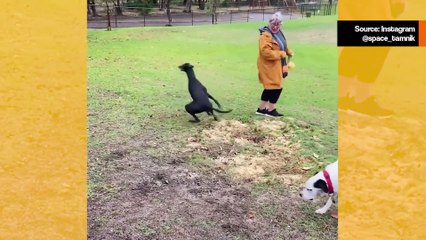 Hilarious Clumsy Dogs Compilation 🐶 - Perfect for a Smile