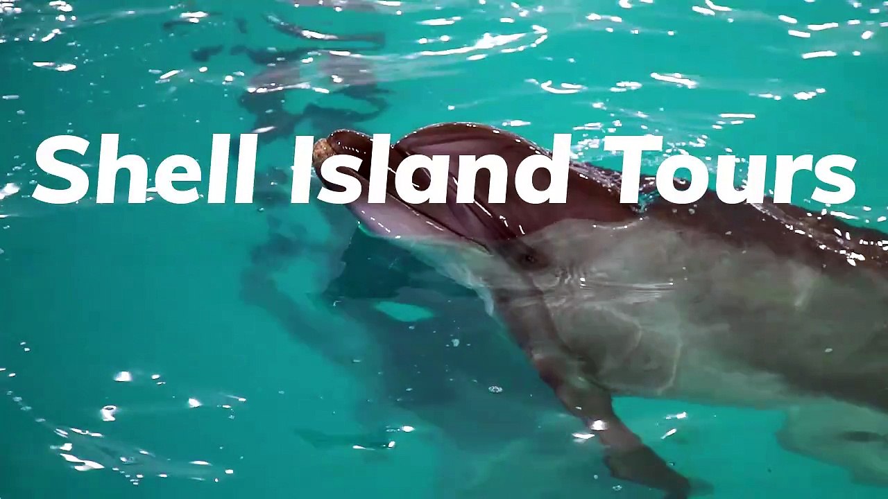 Shell Island Tours - 2515 Shady Oak Ct, Panama City Beach, FL, US, 32408