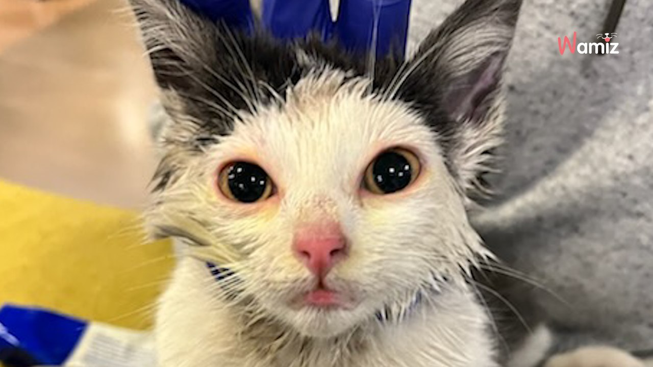 Ils découvrent un chat avec la tête coincée dans la paroi d'une poubelle : le sauvetage s'annonce délicat