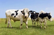 World's first 'fart tax' to be introduced for cows in Denmark