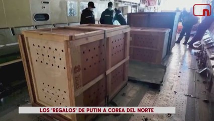 Los 'regalos' de Putin a Kim Jong-un por ceder soldados: un enorme león, dos osos...