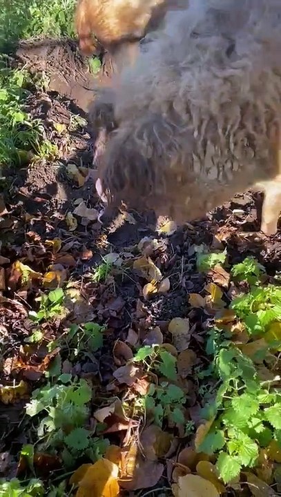 Pigs from Birdworld settle in their new home