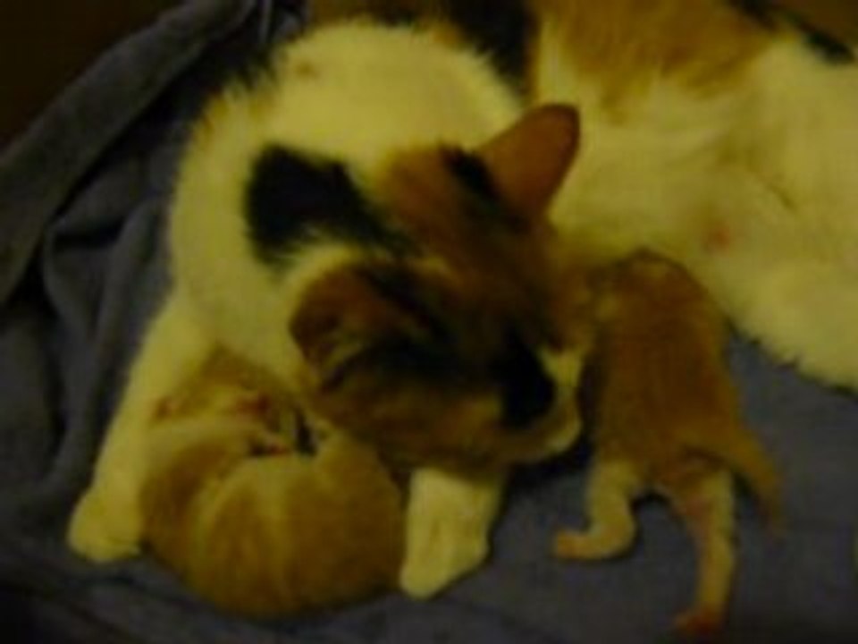 Lilly Rush et ses chatons Vidéo Dailymotion