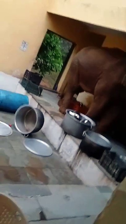 Elephant