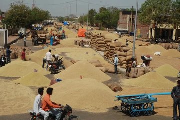 कोटा मंडी भाव : गेहूं स्थिर, सोयाबीन व धान में मंदी