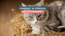 Comment se préparer à la fin de vie de son animal de compagnie ?