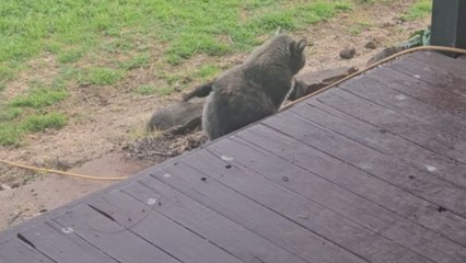 Willie Wagtail tries to tease a cat, but the cat remains calm throughout