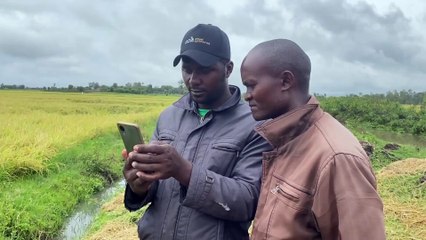 Virtual Agronomist: AI Transforming Kenyan Agriculture 🌾✨