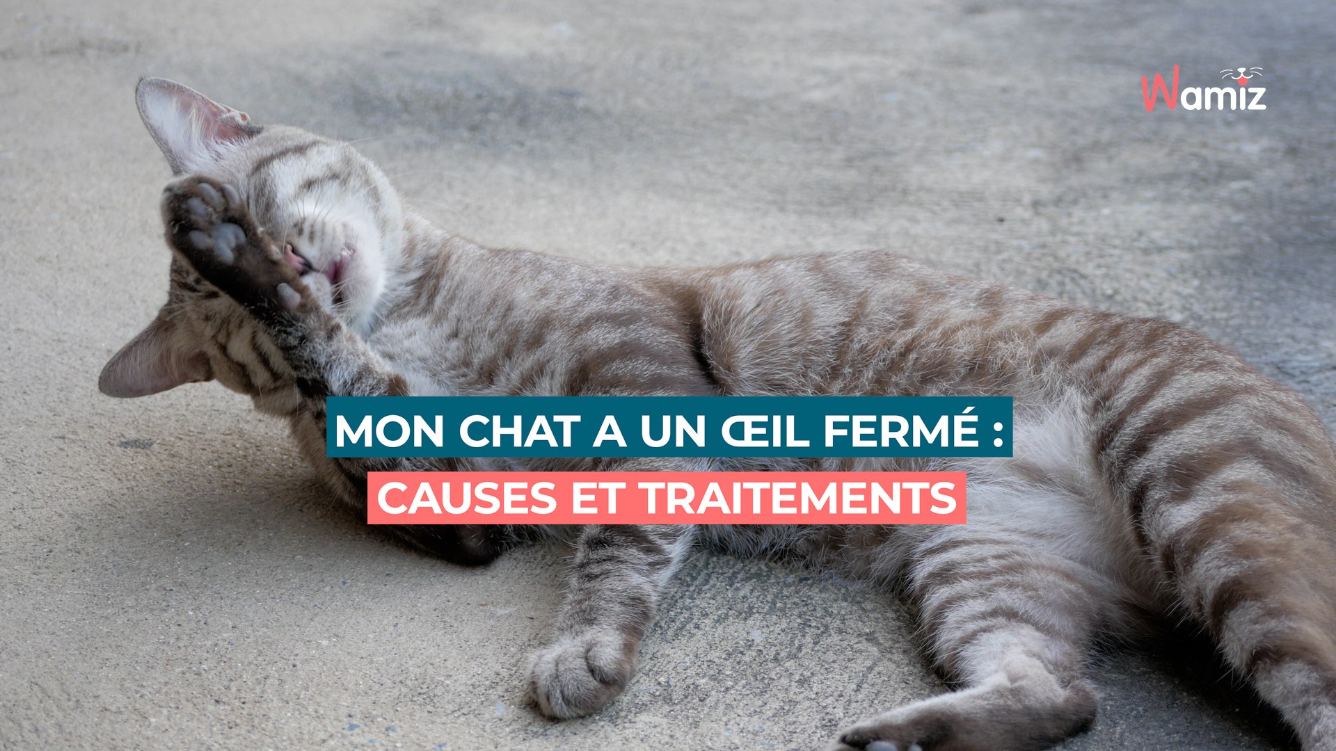 Mon chat a un œil fermé : causes et traitements, image size:1920x1080