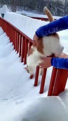 #funny_short_video_30_seconds_#funnyvideo_#funnycomedy(360p)