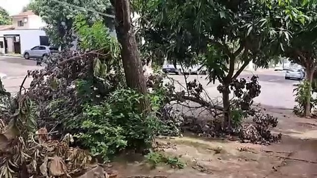 Moradores relatam galhos de árvore obstruindo visão em cruzamento no Cancelli