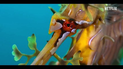 'Nuestros océanos' - Tráiler oficial subtitulado