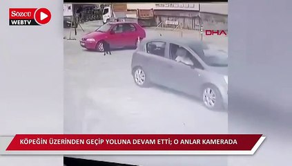 Köpeğin üzerinden geçip yoluna devam etti; o anlar kamerada