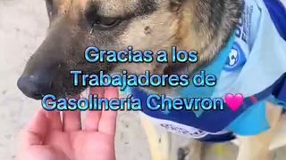 Rufina: la perrita que trabaja en una gasolinera de Tijuana