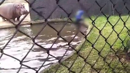 Homem invade espaços dos animais no zoo de Curitiba