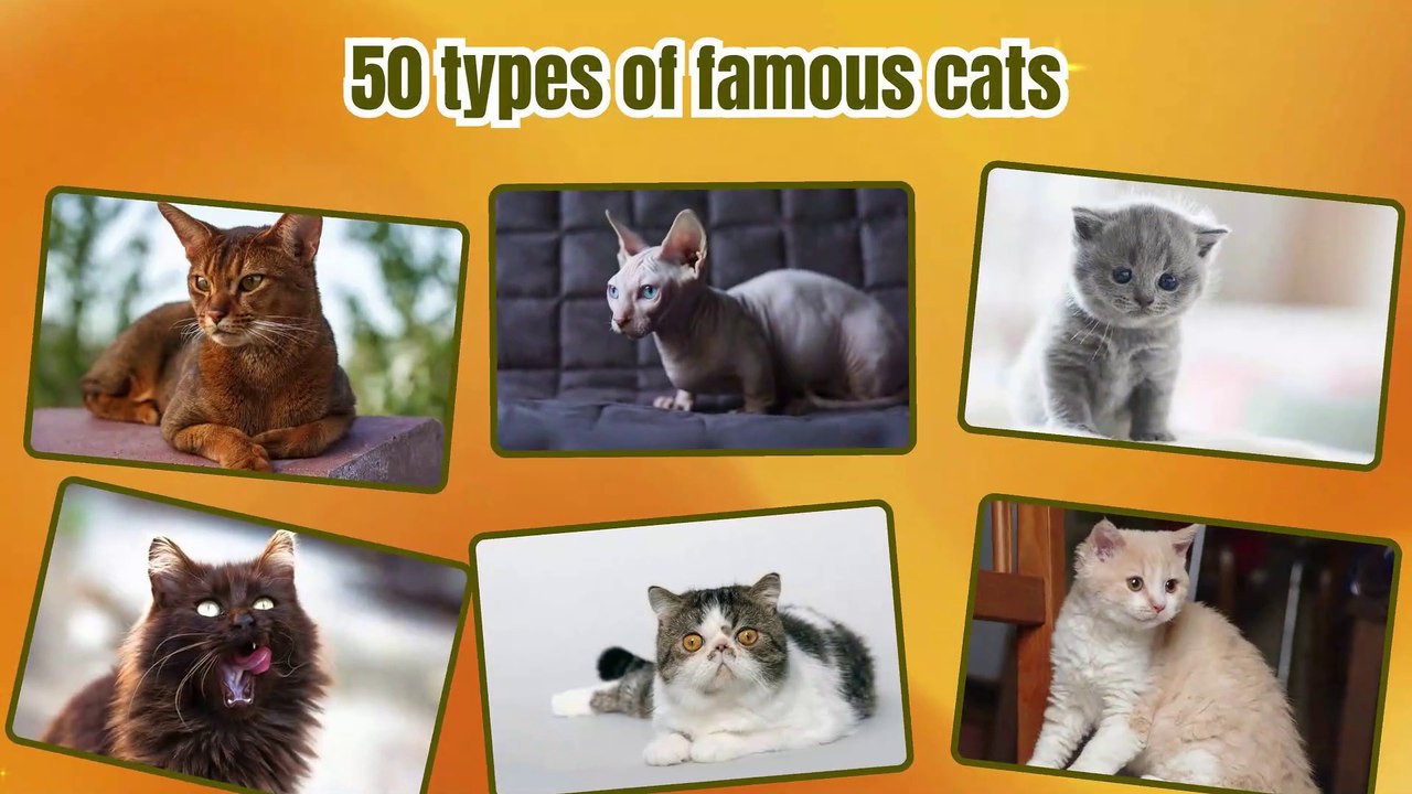 Top Expensive Cats Breeds In The World #animals #uniquecreatures #catbreed #cats
