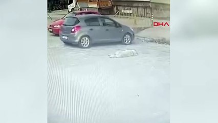 Bu nasıl vicdan? Köpeğin üzerinden geçip yoluna devam etti