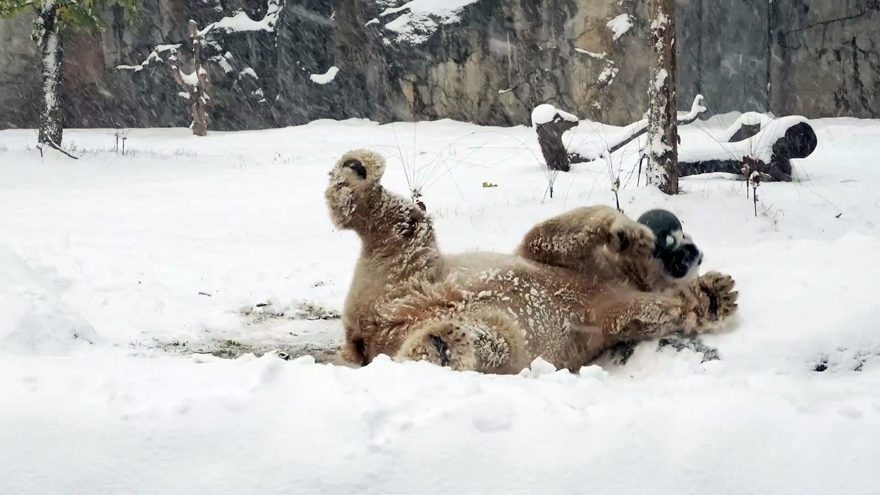Bears and wolves at the Brookfield Zoo Chicago enjoy a snow day